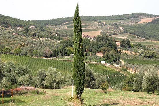 Toskanische Landschaft mit Zypresse