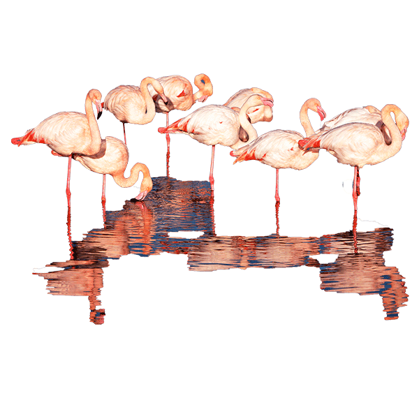 Flamingos in der Chamargue 